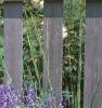 Salvia faranacea 'Victoria', habit