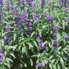 Salvia faranacea 'Victoria', habit