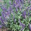 Salvia faranacea 'Victoria', habit