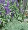 Salvia faranacea 'Victoria', habit