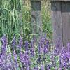 Salvia faranacea 'Victoria', habit