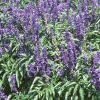 Salvia faranacea 'Victoria', habit
