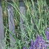 Salvia faranacea 'Victoria', habit