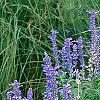 Salvia faranacea 'Victoria', habit