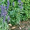 Salvia faranacea 'Victoria', habit