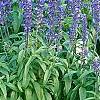 Salvia faranacea 'Victoria', habit