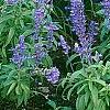 Salvia faranacea 'Victoria', habit