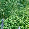 Salvia faranacea 'Victoria', habit
