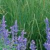 Salvia faranacea 'Victoria', habit
