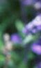 Salvia faranacea 'Victoria', flowers