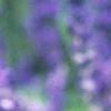 Salvia faranacea 'Victoria', flowers