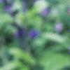 Salvia faranacea 'Victoria', flowers