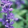 Salvia faranacea 'Victoria', flowers