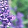 Salvia faranacea 'Victoria', flowers