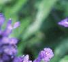 Salvia faranacea 'Victoria', flowers