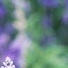 Salvia faranacea 'Victoria', flowers