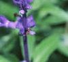 Salvia faranacea 'Victoria', flowers