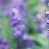 Salvia faranacea 'Victoria', flowers
