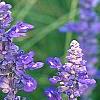 Salvia faranacea 'Victoria', flowers