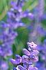 Salvia faranacea 'Victoria', flowers