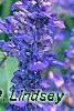 Salvia faranacea 'Victoria', flowers
