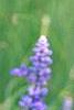 Salvia faranacea 'Victoria', flowers