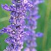 Salvia faranacea 'Victoria', flowers