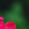 Salvia greggii 'Cherry Chief', flowers