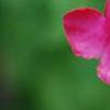 Salvia greggii 'Cherry Chief', flowers