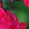 Salvia greggii 'Cherry Chief', flowers