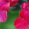 Salvia greggii 'Cherry Chief', flowers