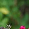 Salvia greggii 'Cherry Chief', flowers