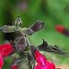 Salvia greggii 'Cherry Chief', flowers