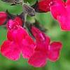 Salvia greggii 'Cherry Chief', flowers