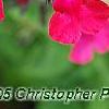 Salvia greggii 'Cherry Chief', flowers
