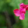 Salvia greggii 'Cherry Chief', flowers