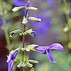 Salvia coerulea, flowers