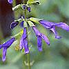 Salvia coerulea, flowers