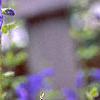Salvia coerulea, flowers