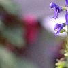 Salvia coerulea, flowers