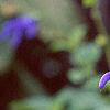 Salvia coerulea, flowers