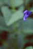 Salvia coerulea, flowers