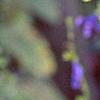 Salvia coerulea, flowers