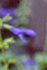 Salvia coerulea, flowers
