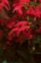 Salvia 'Lady in Red', flowers