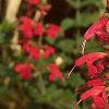 Salvia 'Lady in Red', flowers