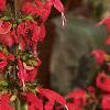 Salvia 'Lady in Red', flowers