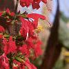 Salvia 'Lady in Red', flowers