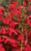 Salvia 'Lady in Red', flowers