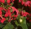 Salvia 'Lady in Red', flowers